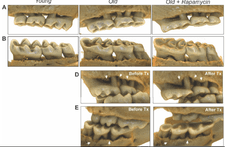 Screenshot 2024-10-12 at 4.27.45 PM.png